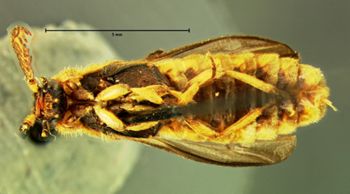 Media type: image;   Entomology 33854 Aspect: habitus ventral view